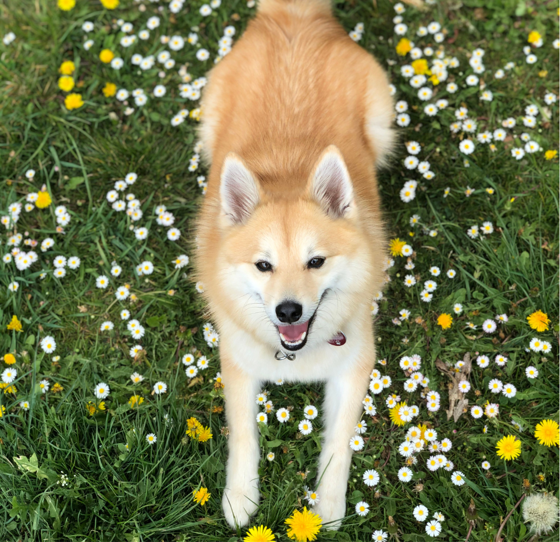 A Spring Reset for Your Pet: Parasites, Cleaning, and the Quarterly Check-In