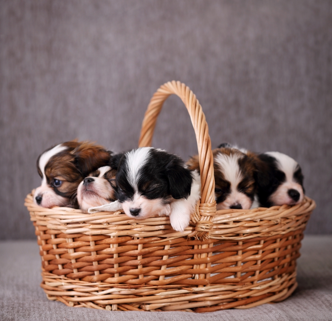 What Years of Caring for Dogs Has Taught Us About Choosing One