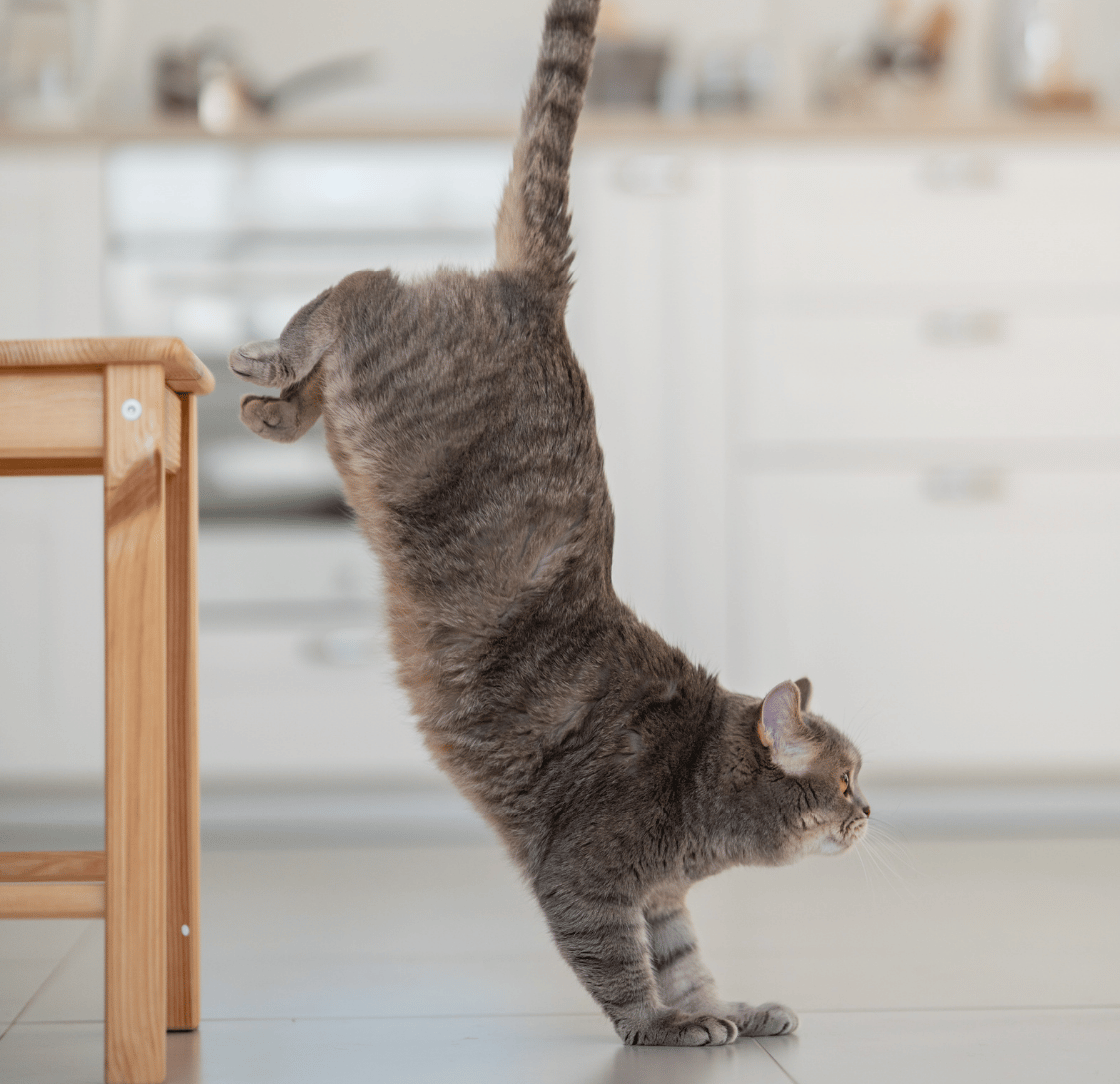 What Your Cat Cannot Tell You, They Can Still Show You