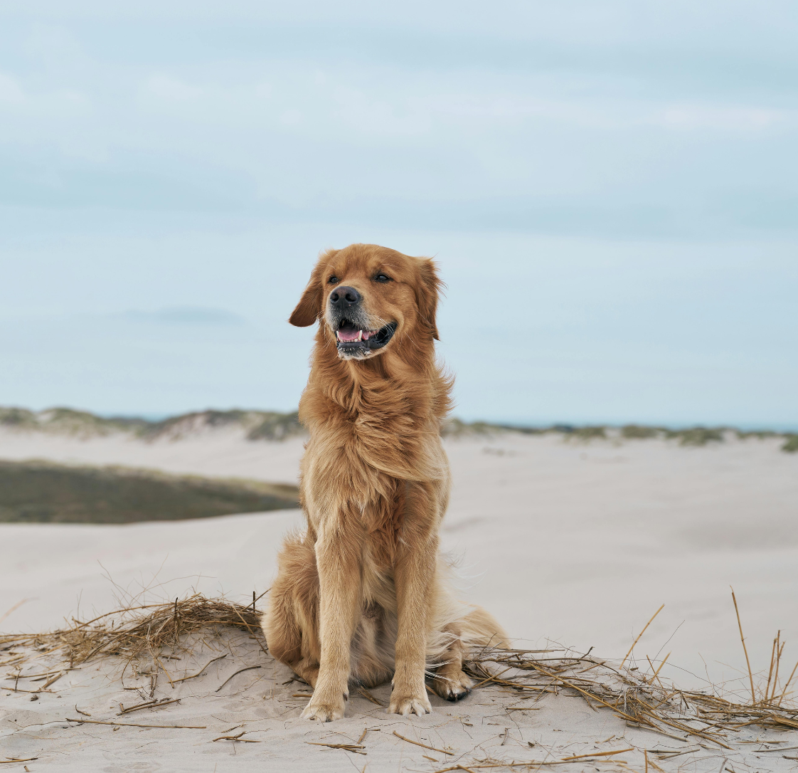 Paralysis Tick: Not Something Most Bayside Pet Owners Think About