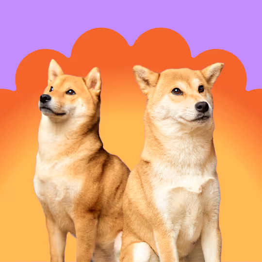 Lähikuva iloisesta Shiba Inu -koirasta kielellään, ja toinen Shiba Inu taustalla makuuhuoneessa.