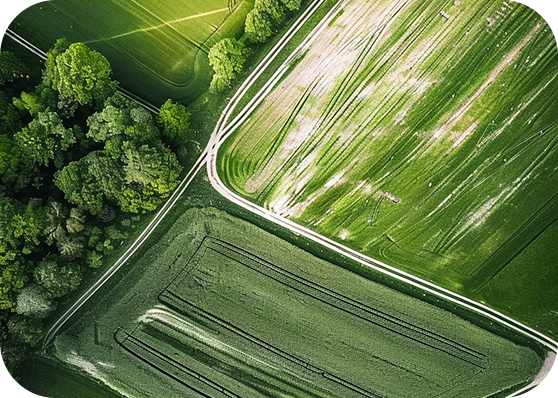 Aerial view of green fields with intersecting white dirt roads and a cluster of trees on the left side.