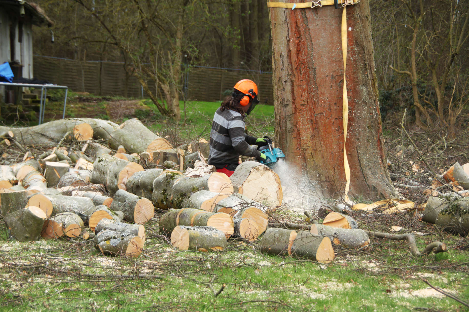 Baumfällung in Brandenburg