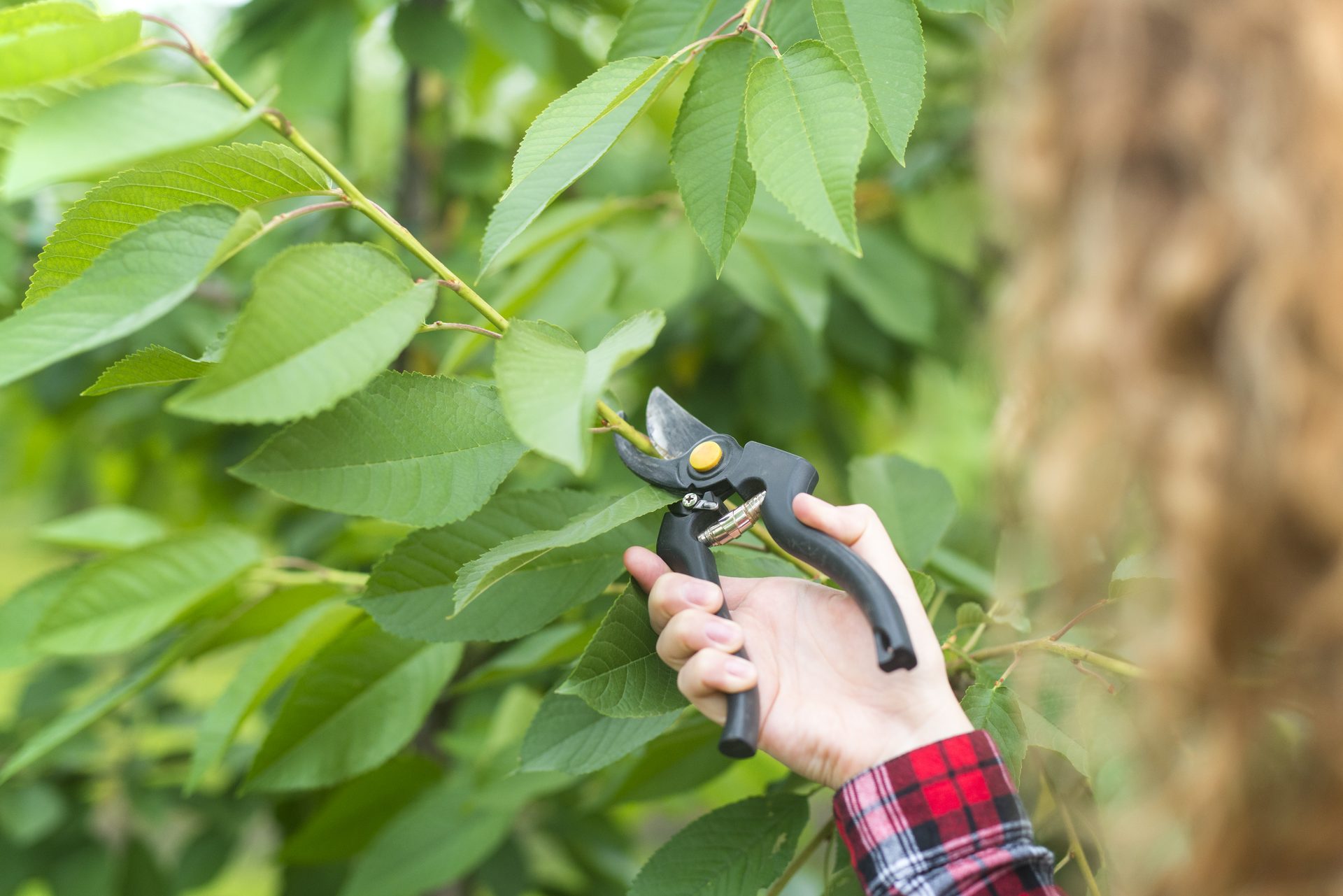 Obstbaum schneiden mit der Baumschere – W&R Baumpflege