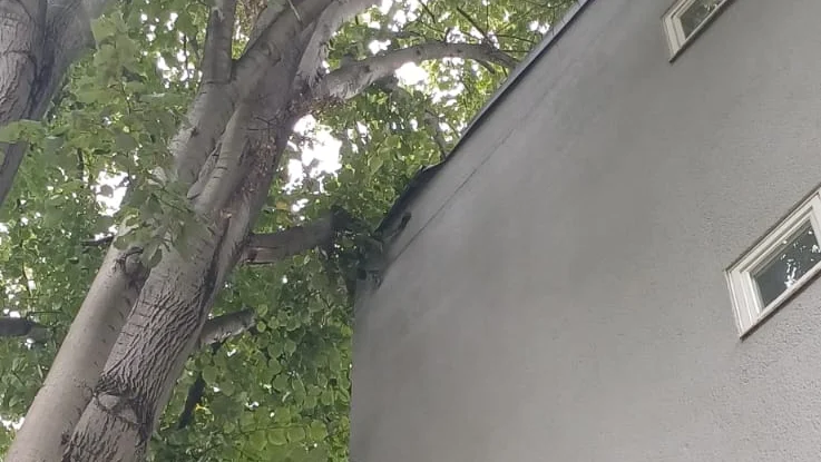 Baum nach einem Sturm in Schieflage, die Krone lehnt an einer Hauswand