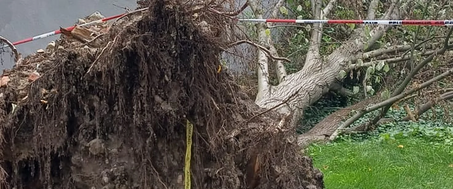 Umgestürzter Baum nach einem Sturm, Wurzelteller herausgerissen und Bereich mit Flatterband abgesperrt