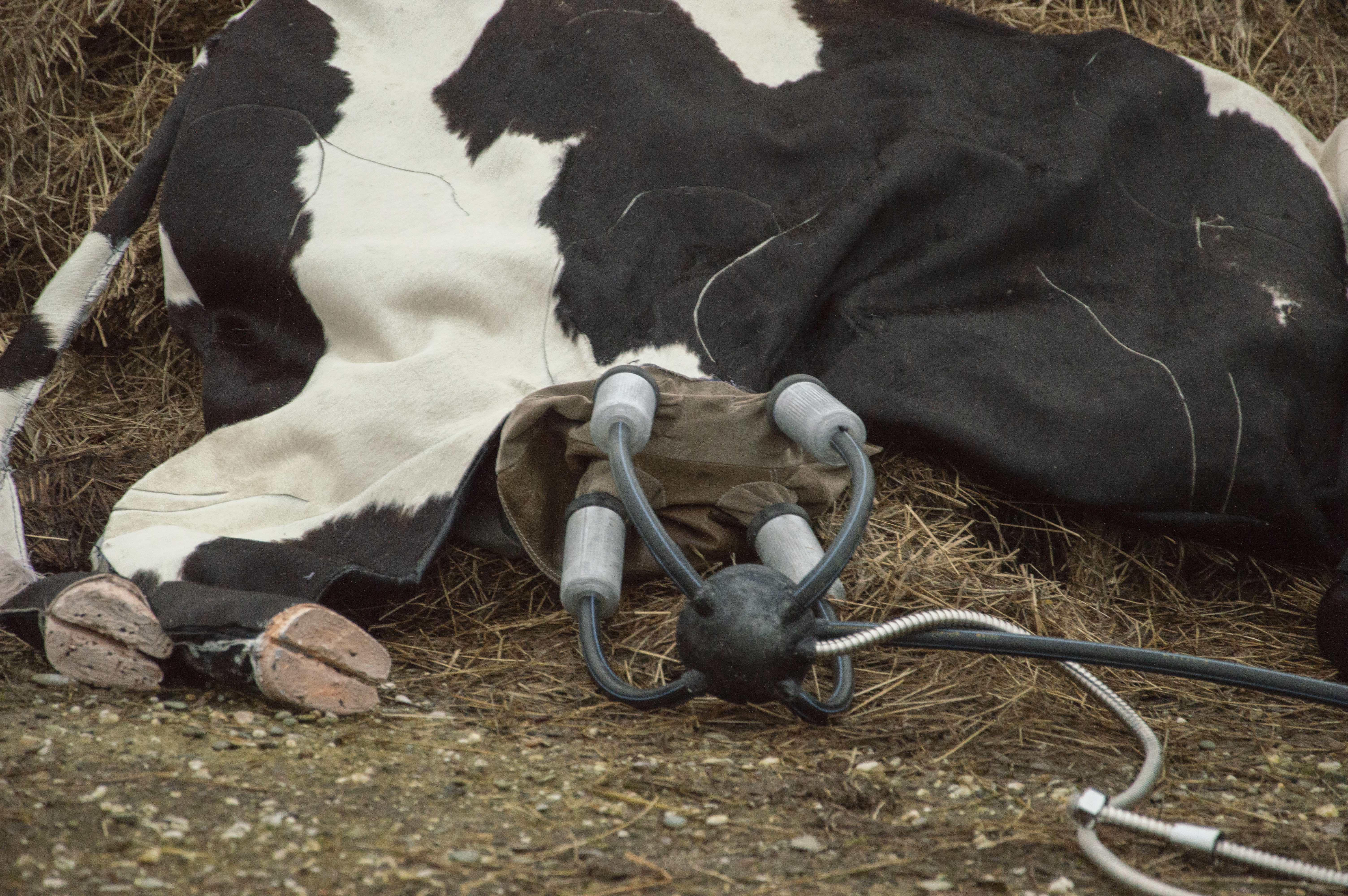 <em>One last litter, </em><br/>Dovydas Karlinskas