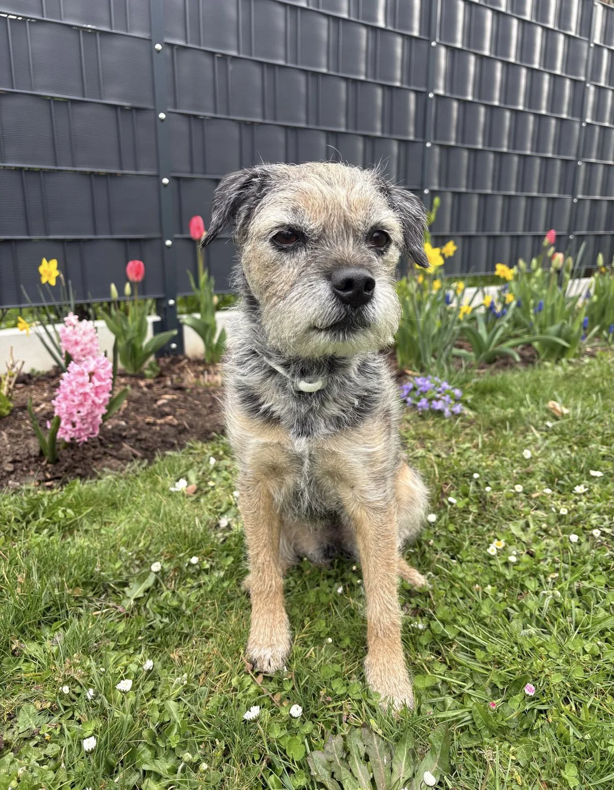Small mixed-breed dog with brown and gray fur sitting on green grass in front of a flower bed with pink, red, yellow, and purple flowers.