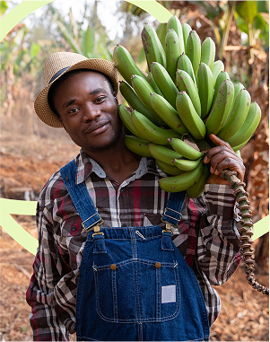A hardworking man carrying a bunch of bananas.