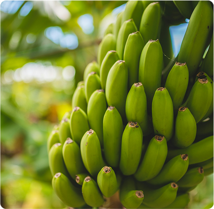 a bunch of bananas