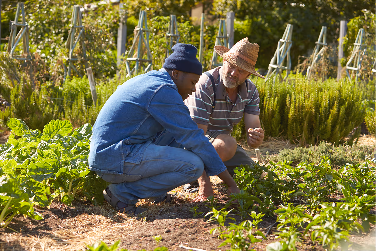 Two men working together on community allotment 