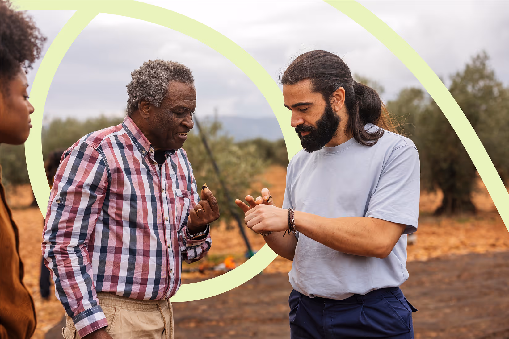 Farmers examining olives