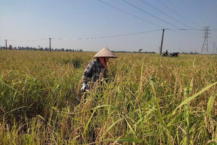 The rice that almost vanished
