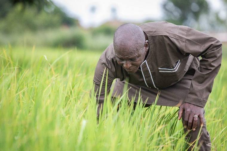 Rice, on its own terms