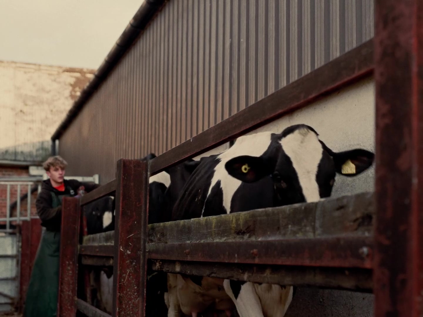 Young farmer with cattle in early morning barn â embedded camera perspective from the production