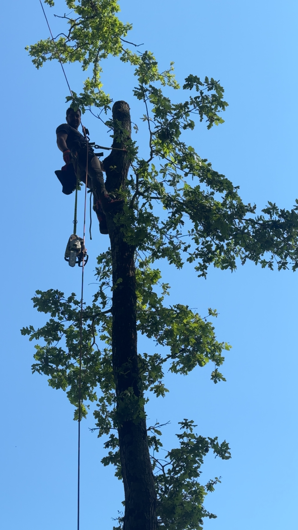 Elagage d'arbe à Rezé par élagueur professionnel