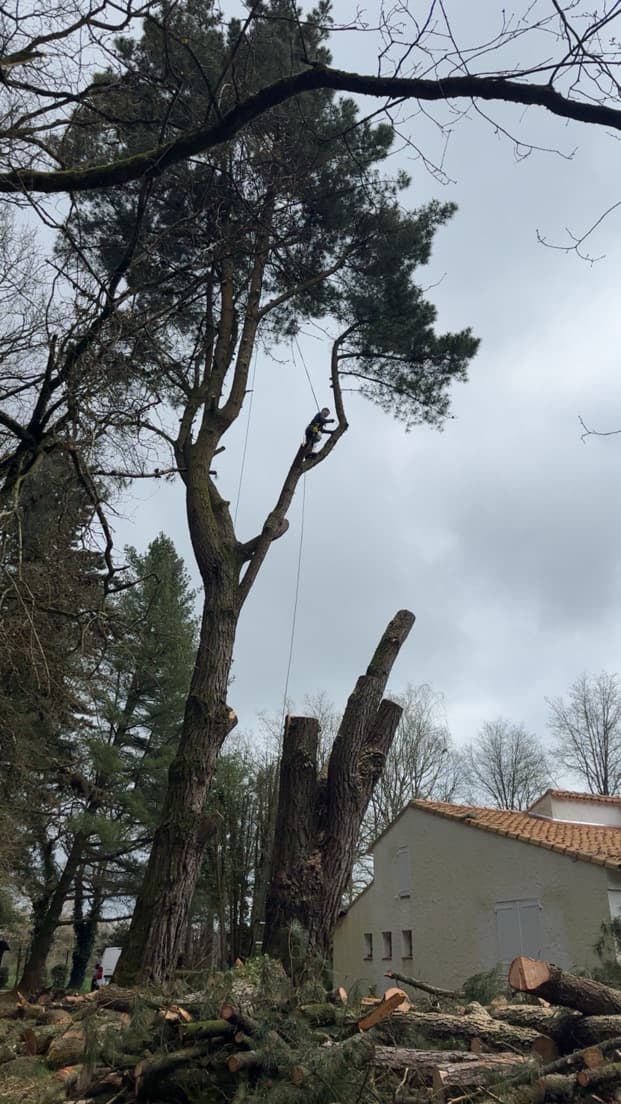 Elagage d'un grand arbre chez un particulier à Nantes par Élagage Précis