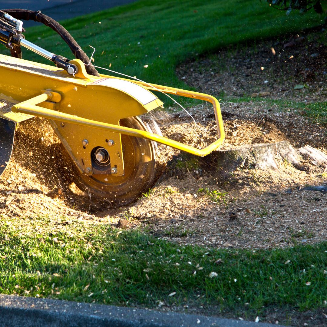 Equipment performing stump removal by grinding the dead tree stump in Gainesville, FL