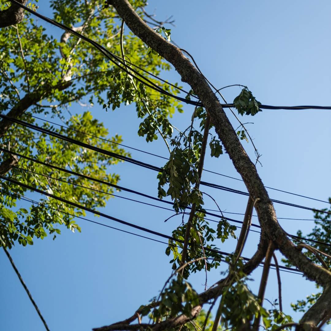 Safely Remove Hazardous Trees Near Power Lines in Branford, FL