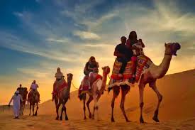 camel tracking dubai