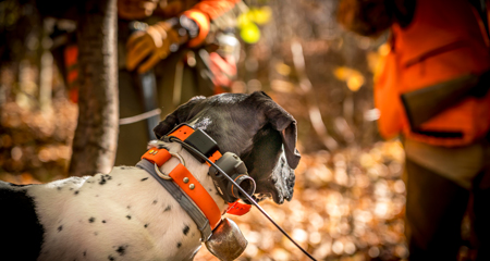 English Pointer resting after an upland hunt