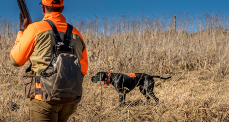 Upland hunter following an English Pointer through open bird cover
