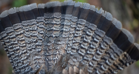 Detailed view of a ruffed grouse’s tail feathers
