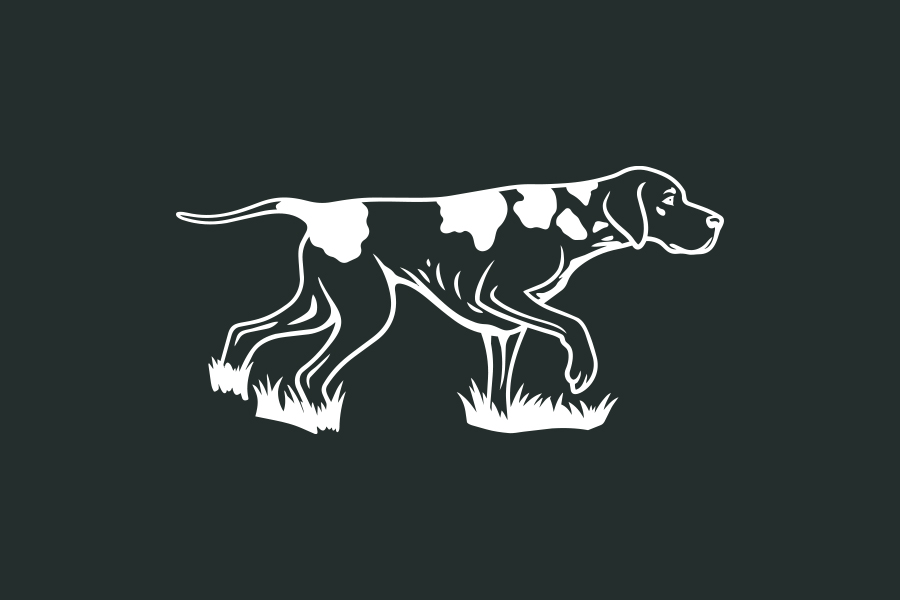 English Pointer