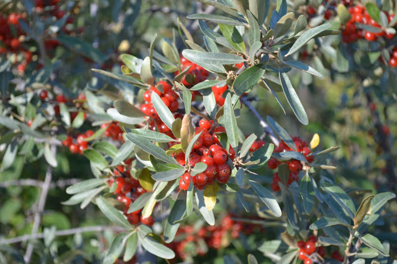 Berries on a bush
