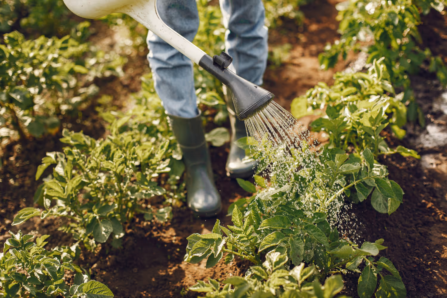 Personne qui nettoie des plantes