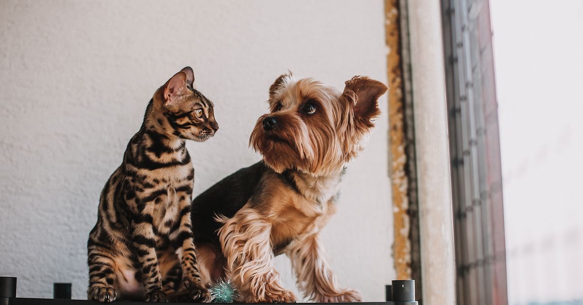 A cat and dog sitting together at home — pet insurance from The Admirals Group in Denton, TX
