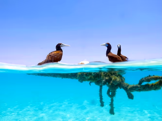 Three brown birds floating on clear turquoise water above an underwater view of rope and sea floor.