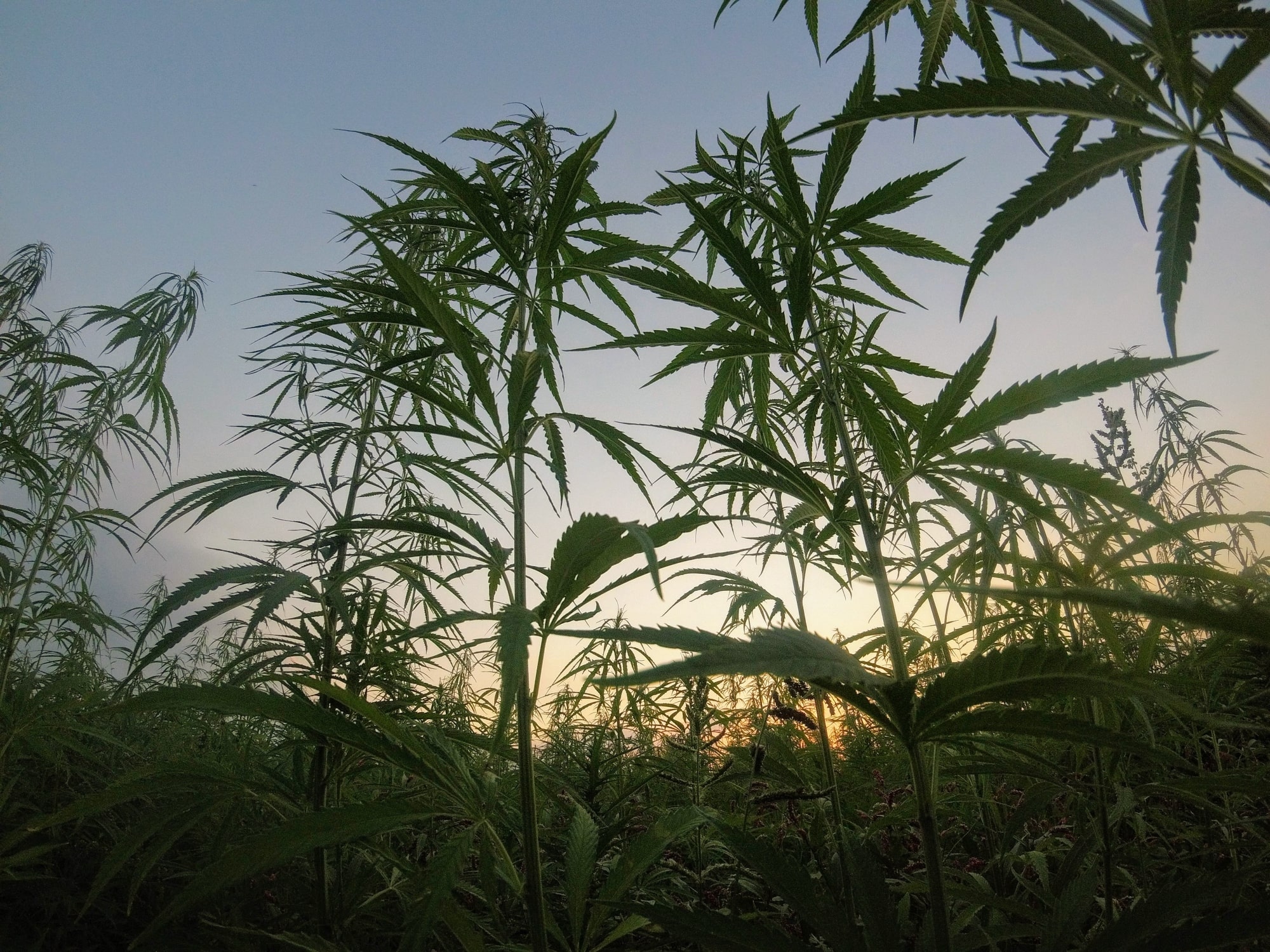 Cannabis Pflanze 