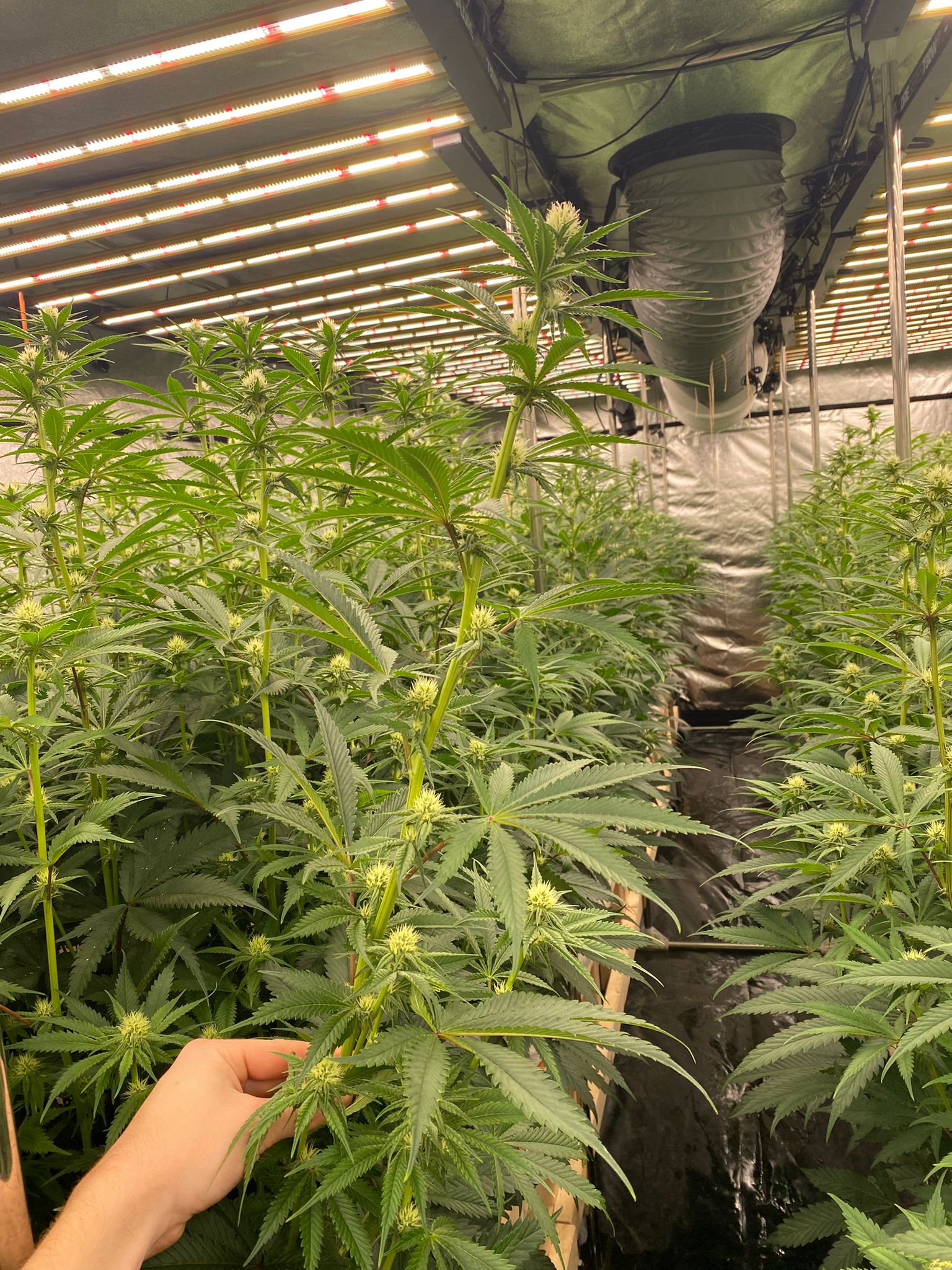 Nach einer intensiven Phase voller kleiner Herausforderungen können wir endlich sagen: Wir sind wieder auf Kurs! 🌿Die vergangenen Wochen hatten es in sich – ein technischer Fehler in der Bewässerung brachte unser Klima durcheinander. Jetzt läuft das System stabil, die Pflanzen stehen gesund und kräftig in der Blüte, und wir steuern zielstrebig auf unsere erste Ernte im November zu.