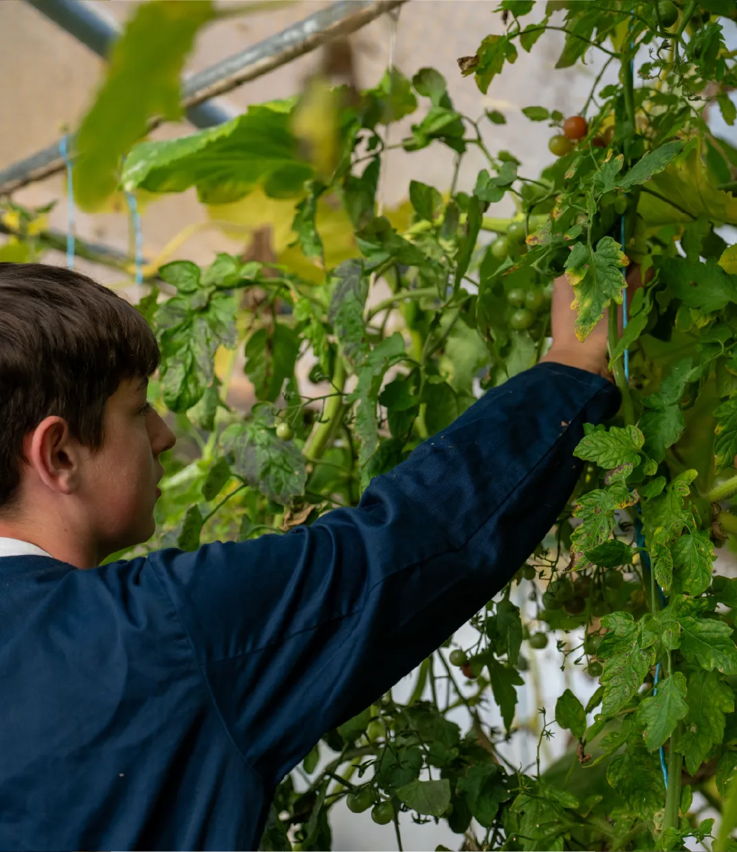 Bridge School Malvern - Student picking tomatoes from greenhouse