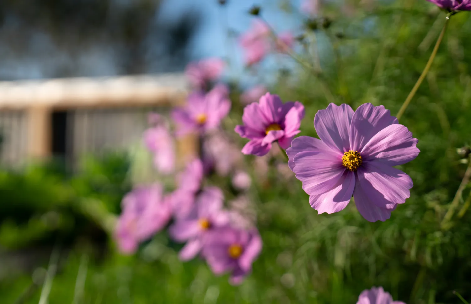 Bridge School Malvern - Small holdings 