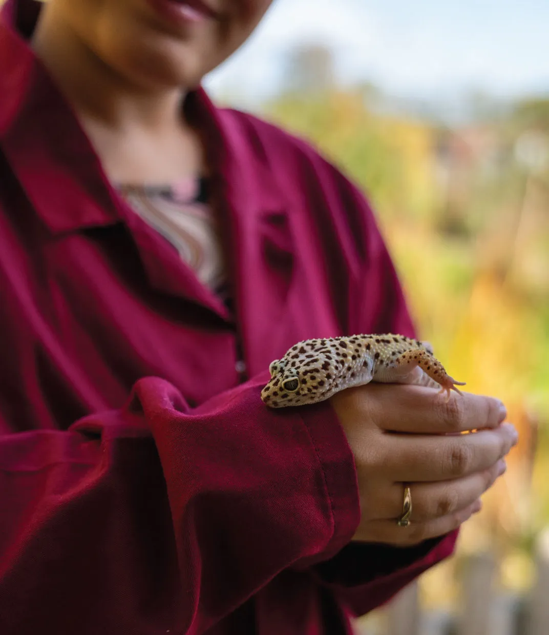 Person in a burgundy jacket gently holding a spotted leopard gecko on their hand.