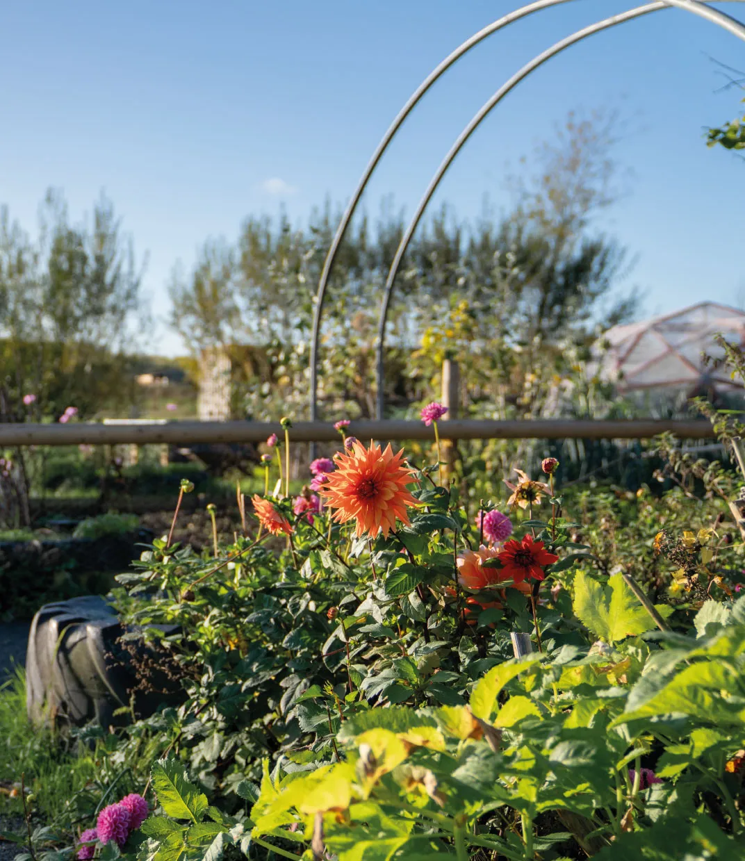 Orange and pink flowers blooming in a sunlit garden with a wooden fence and metal hoops in the background.