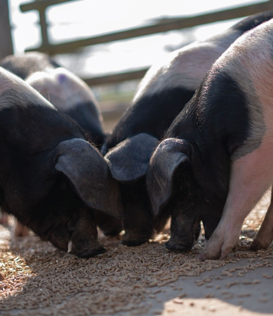 Three black and white pigs eating pellets on the ground inside a pen.