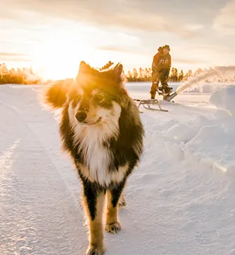 Ein Hund läuft bei Sonnenuntergang durch die Schneelandschaft während eines ESC Icedriving-Events in Schweden.

