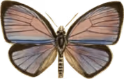 Butterfly 3 @2x