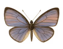 Butterfly 2@2x