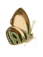Butterfly 1@2x