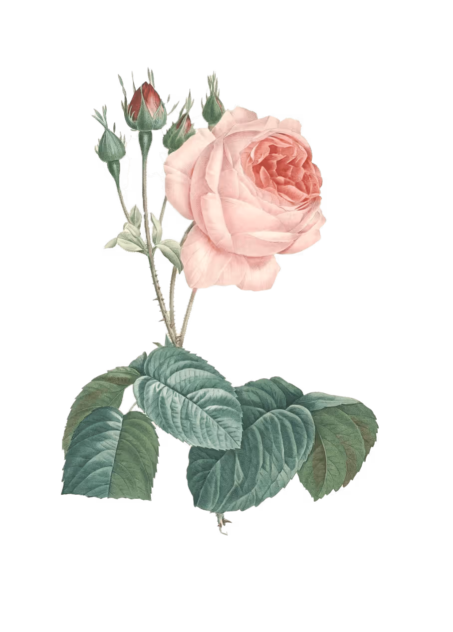Rose 2