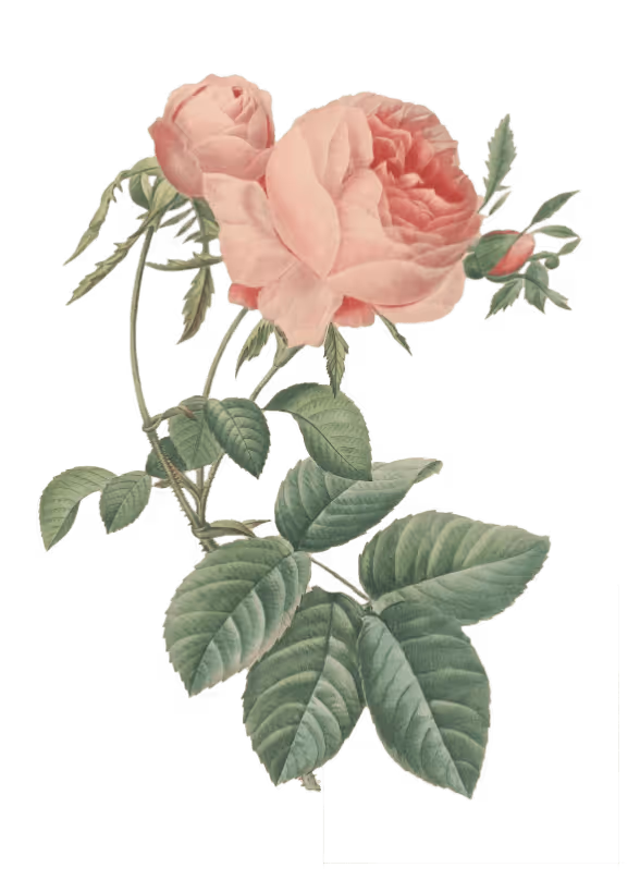 Rose 1 @2x