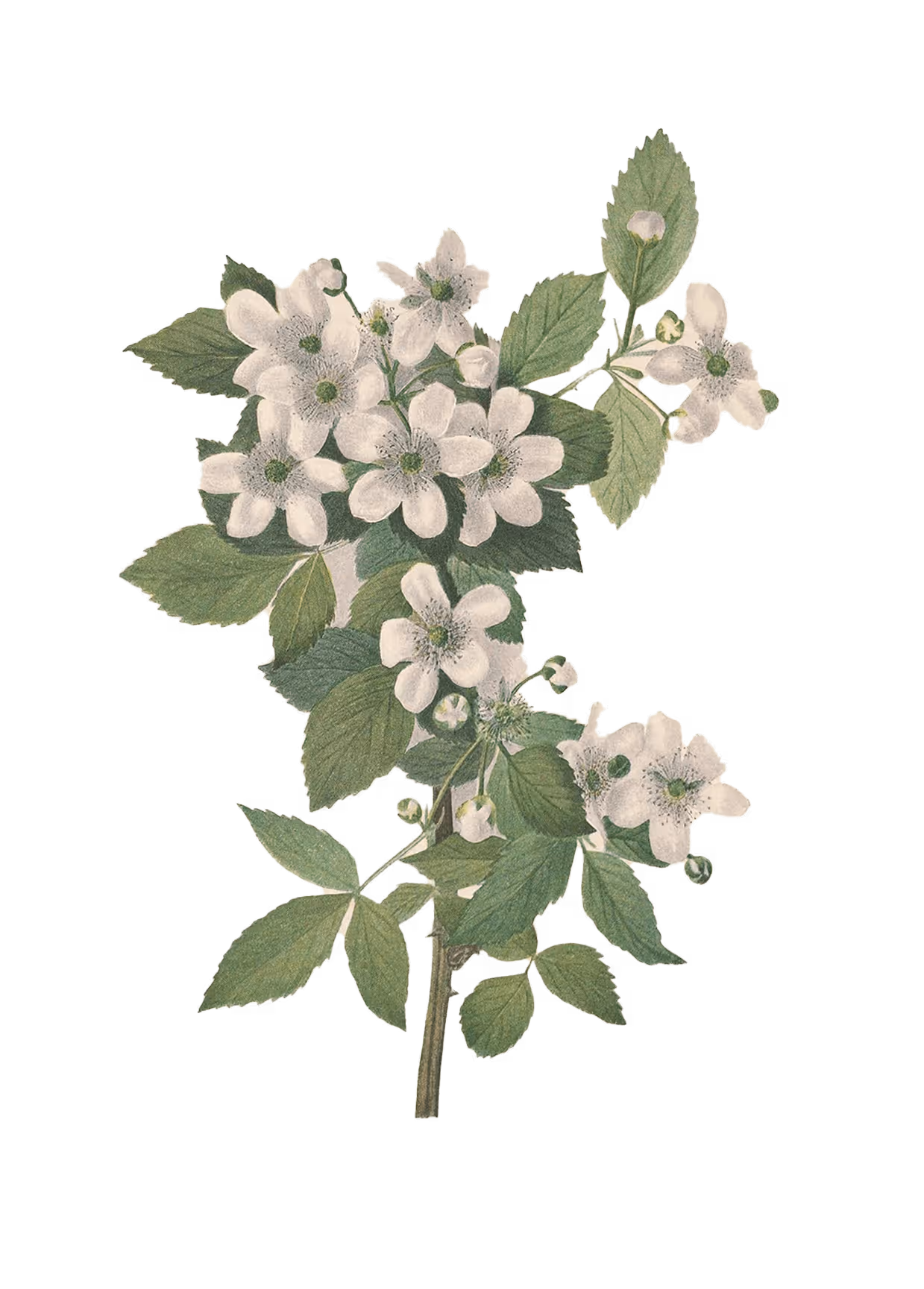 White flowers alt