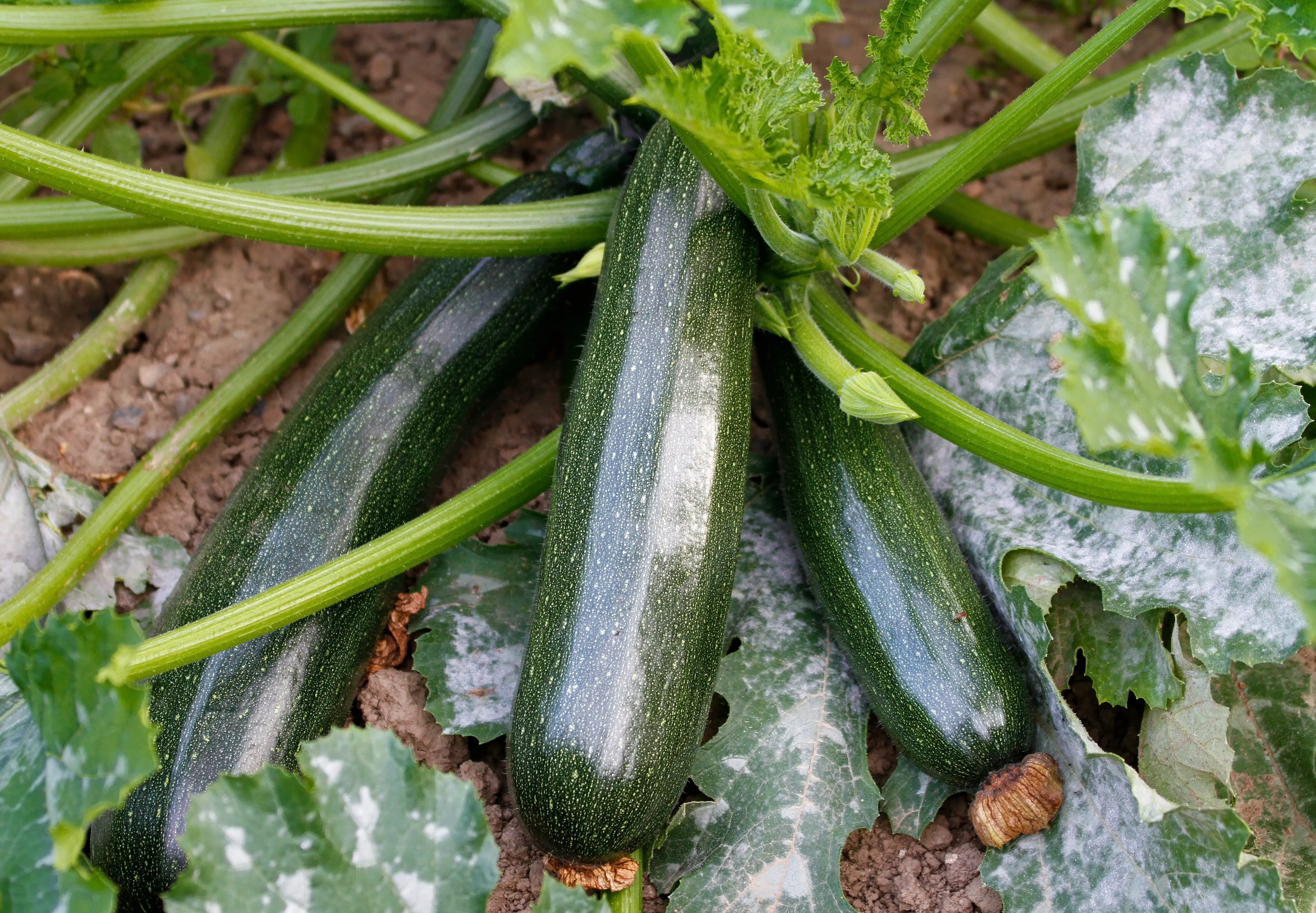 Zucchini