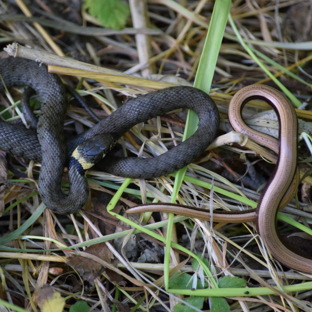 Grass Snake & Slow Worm (Nicola Devine, September 2015, copyright James Devine)