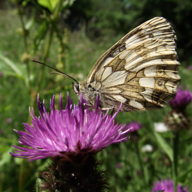Marbled White Butterfly (Nicola Devine, July 2015, copyright James Devine)