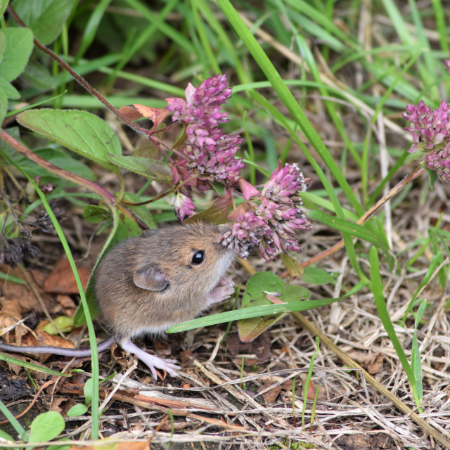 Wood Mouse (Nicola Devine, August 2018, copyright James Devine)